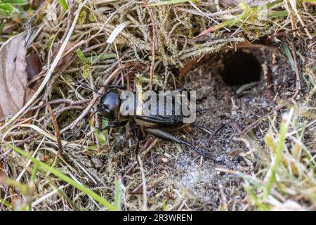 Field Cricket (Gryllus campestris, Gryllidae) am Eingang zu seiner Höhle. Lord's Piece, Coates Common, Sussex, Mai 2023 Stockfoto