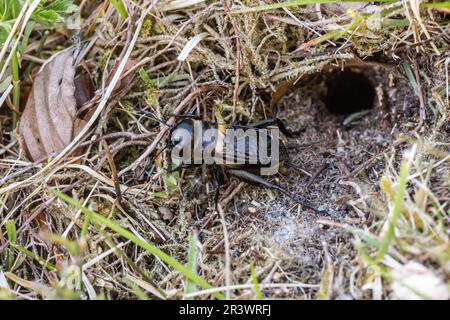 Field Cricket (Gryllus campestris, Gryllidae) am Eingang zu seiner Höhle. Lord's Piece, Coates Common, Sussex, Mai 2023 Stockfoto