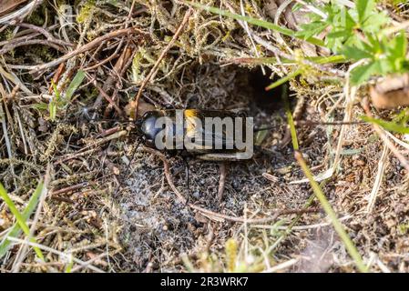 Field Cricket (Gryllus campestris, Gryllidae) am Eingang zu seiner Höhle. Lord's Piece, Coates Common, Sussex, Mai 2023 Stockfoto