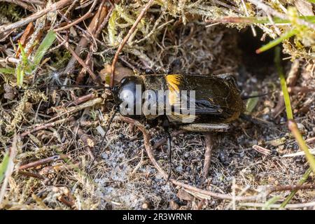 Field Cricket (Gryllus campestris, Gryllidae) am Eingang zu seiner Höhle. Lord's Piece, Coates Common, Sussex, Mai 2023 Stockfoto