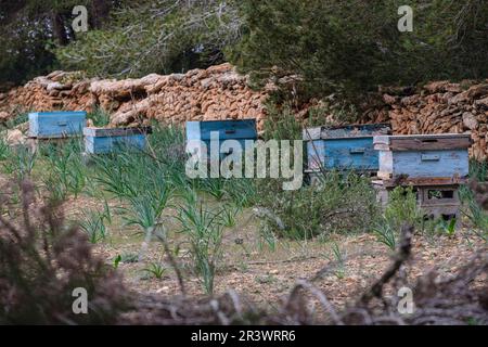 Wabe Stockfoto