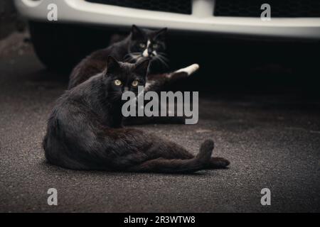 Zwei schwarze Katzen auf der Straße Stockfoto