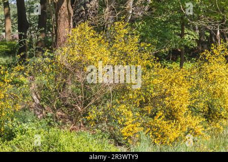 Cytisus scoparius Busch im Frühling, bekannt als gewöhnlicher Besen, Schottbesen, englischer Besen Stockfoto