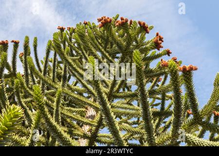 Araucaria araucana, chilenische Kiefer, andere gebräuchliche Namen sind Affenrätsel und Affenschwanz Stockfoto