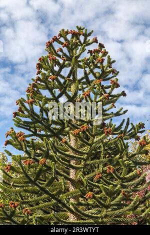 Araucaria araucana, chilenische Kiefer, andere gebräuchliche Namen sind Affenrätsel und Affenschwanz Stockfoto