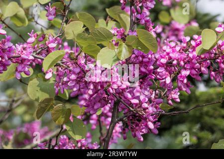 Cercis siliquastrum im Frühling, bekannt als Judas-Baum, Judastree, Redbud Stockfoto