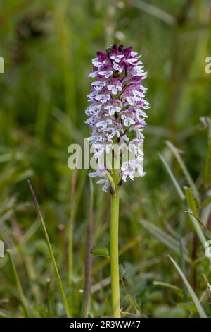 Die verbrannte Spitzen-Orchidee (Neotinea ustulata). Sussex, England. Mai 2023 Stockfoto