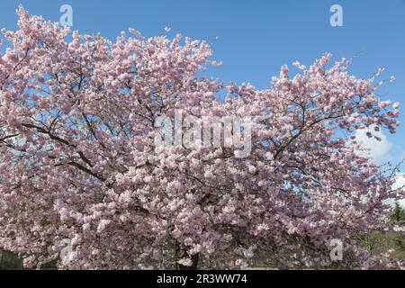 Prunusbaum, Kirschbaum blüht im Frühling, Deutschland Stockfoto