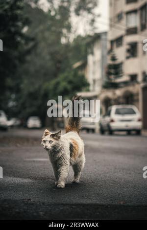 Süße Straßenkatze, die auf der Straße herumläuft Stockfoto