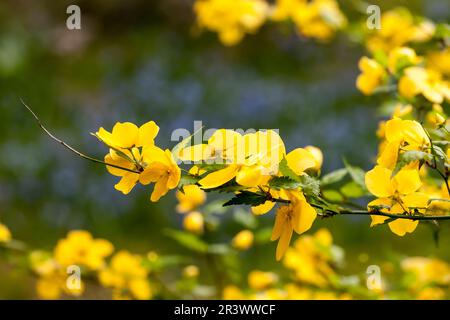 Kerria japonica im Frühling, bekannt als japanischer Busch, japanisches kerria, japanische Rose Stockfoto
