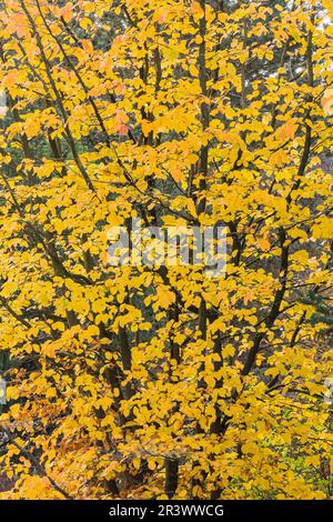 Parrotia persica, bekannt als persischer Ironwood, Baum im Autum Stockfoto