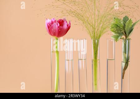 Verschiedene Pflanzen in Reagenzgläsern auf beigefarbenem Hintergrund, Nahaufnahme. Platz für Text Stockfoto