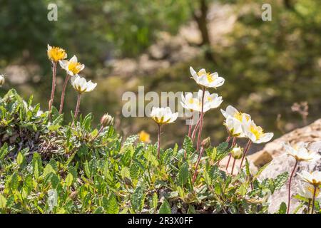 Dryas Octopetala, bekannt als Bergaven, weiße Trockenvögel, weiße Trockenvögel Stockfoto