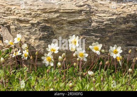 Dryas Octopetala, bekannt als Bergaven, weiße Trockenvögel, weiße Trockenvögel Stockfoto