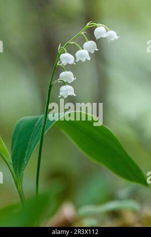 Convallaria majalis, bekannt als Lily des Tals, Lily des Tals, Maiglocken, Tränen unserer Lady Stockfoto