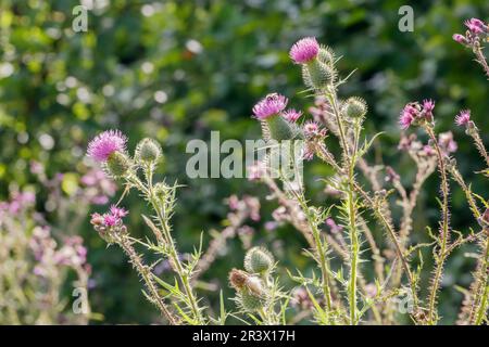 Cirsium vulgare, bekannt als Bullendistel, Speerdistel, gewöhnliche Distel Stockfoto