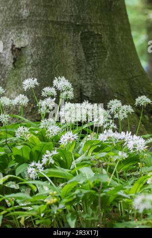 Allium ursinum, bekannt als Ramson, Ramsons, Holzknoblauch, Buckrams, Bärenlauge, Bärenknoblauch Stockfoto