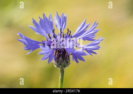 Centaurea cyanus (Cyanus segetum) Bekannt als Korbblume, Blaukraut (einzelne Blume) Stockfoto