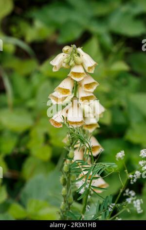 Digitalis grandiflora, großblütiger Fuchshandschuh Stockfoto