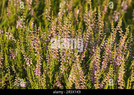 Calluna vulgaris, bekannt als gemeine Heidekraut, Heidekraut, Besen-Heidekraut, wahre Heidekraut Stockfoto