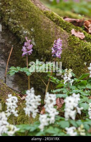 Corydalis Cava, hohler Larkspur Stockfoto