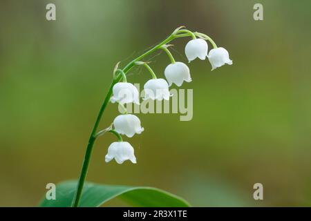 Convallaria majalis, Lilie der Tallblumen Stockfoto