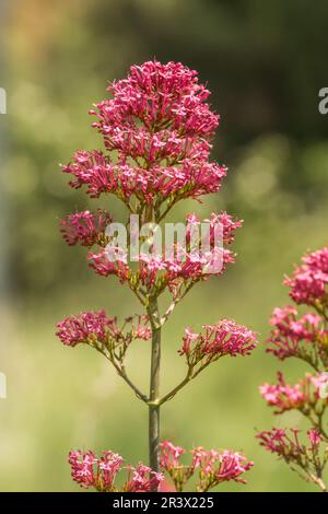 Centranthus ruber, auch bekannt als Roter Baldrian, Spur Baldrian Stockfoto
