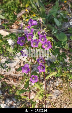 Campanula Medium, bekannt als Tasse und Untertasse Bellflower, Canterbury Bellflower Stockfoto