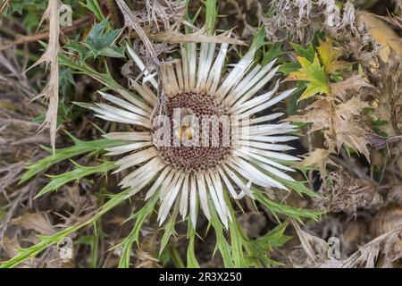 Carlina acaulis, stemless carline Distle, Zwarf carline Distle, Silver Distle Stockfoto