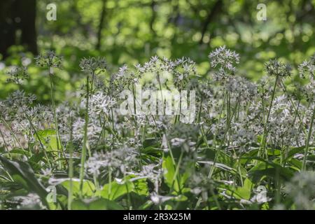 Allium ursinum, bekannt als Ramson, Ramsons, Holzknoblauch, Buckrams, Bärenlauge, Bärenknoblauch Stockfoto