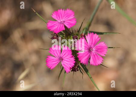 Dianthus carthusianorum, allgemein bekannt als Karthusianorum Stockfoto