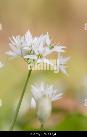 Allium ursinum, bekannt als Ramson, Ramsons, Holzknoblauch, Buckrams, Bärenlauge, Bärenknoblauch Stockfoto