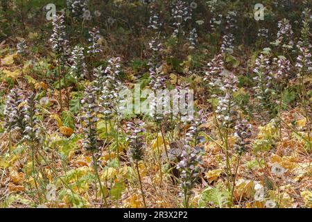 Acanthus mollis, auch bekannt als Bärenschlösser, Bärenschlösser, Bearsfoot, Austernpflanze Stockfoto