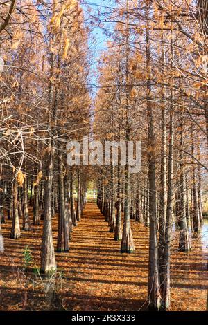 Frühling in Kunming Stockfoto