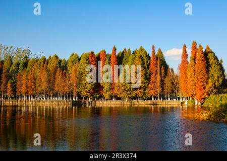 Frühling in Kunming Stockfoto