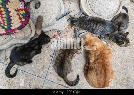 Katzen essen die Reste vom Fischmarkt in der Medina Stockfoto