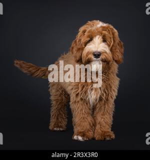 Süßes Rot mit weißem männlichen Labradoodle Hund, steht nach vorne. Ich schaue in die Kamera. Isoliert auf schwarzem Hintergrund. Stockfoto