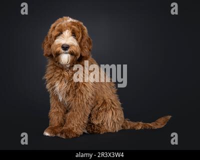 Süßes Rot mit weißem männlichen Labradoodle-Hund, der seitlich sitzt. Ich schaue in die Kamera. Isoliert auf schwarzem Hintergrund. Stockfoto