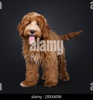 Süßes Rot mit weißem männlichen Labradoodle Hund, steht nach vorne. Ich schaue in die Kamera. Die Zunge keucht raus. Isoliert auf schwarzem Hintergrund. Stockfoto