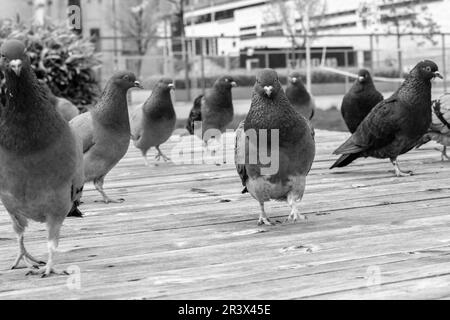 Sandnes, Norwegen, Mai 18 2023, Gruppe oder Herde wilder Tauben auf der Promenade im Hafen von Sandnes ohne Menschen Stockfoto