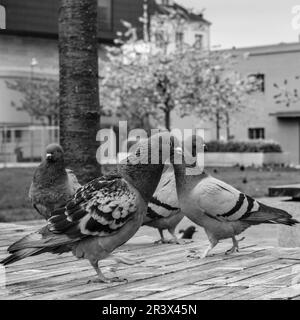 Sandnes, Norwegen, Mai 18 2023, Gruppe oder Herde wilder Tauben auf der Promenade im Hafen von Sandnes ohne Menschen Stockfoto