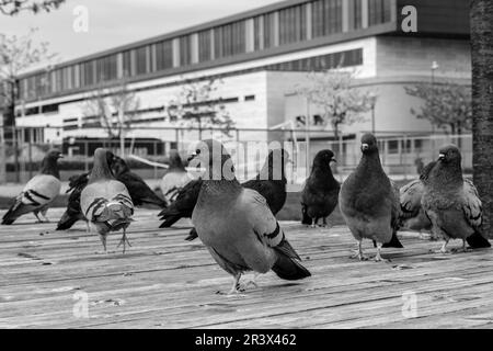 Sandnes, Norwegen, Mai 18 2023, Gruppe oder Herde wilder Tauben auf der Promenade im Hafen von Sandnes ohne Menschen Stockfoto