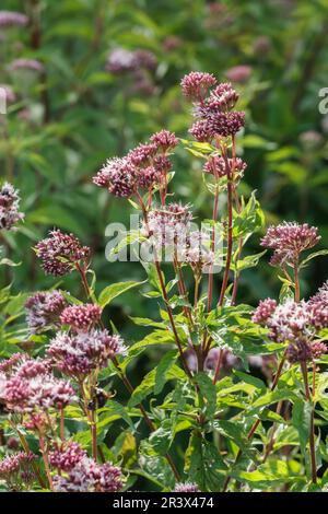 Eupatorium Cannabinum, bekannt als Waterhemp, Hanf agrimony, Water agrimony, Hindheel, Thoroughwort Stockfoto