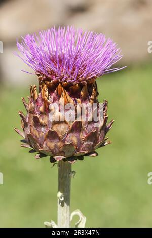 Cynara cardunculus (Cynara scolymus), Artischocke, Artischocke, Artischocke, Cardi Stockfoto