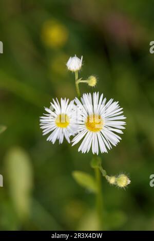 Erigeron annuus, bekannt als Annual Fleabane, Daisy Fleabane, Eastern Fleabane Stockfoto