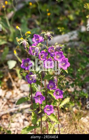 Campanula Medium, bekannt als Tasse und Untertasse Bellflower, Canterbury Bellflower Stockfoto