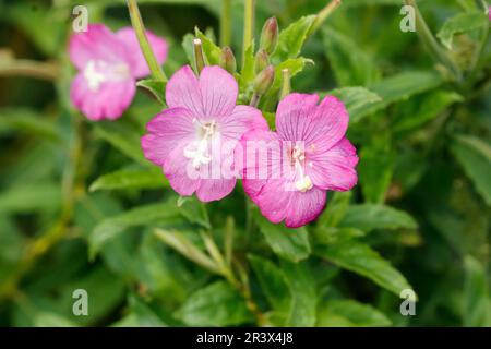 Epilobium hirsutum, auch bekannt als großer Willowherb, großer haariger Willowherb, haariger Willowherb Stockfoto