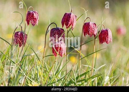 Fritillaria meleagris, bekannt als Snake's Fritillary, Snake's Head, Schachblume, Lazarus Bell Stockfoto