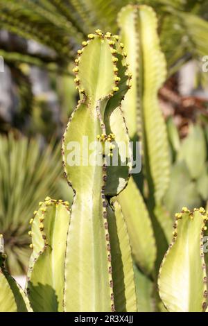 Euphorbia canariensis, allgemein bekannt als Kanarische Insel Spurf, Hercules Club (endemische Pflanze) Stockfoto