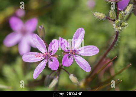 Erodium Cicutarium, bekannt als Redstem Filaree, Redstem Storks Rechnung, Common Storks Rechnung Stockfoto